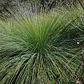 Xanthorrhoea sp. leaves, Mary Sue Ittner