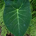 Xanthosoma atrovirens foliage, Jay Yourch
