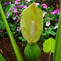 Xanthosoma mafaffa 'Lime Zinger' flower, Jay Yourch