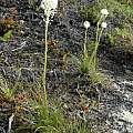 Xerophyllum tenax, Bob Rutemoeller