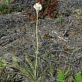 Xerophyllum tenax, Mary Sue Ittner