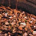 Xerophyllum tenax seedlings, Travis Owen