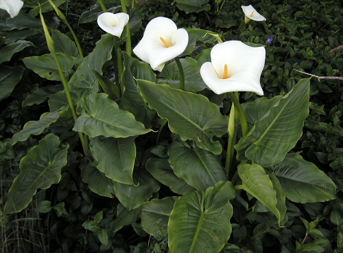 Zantedeschia aethiopica | Pacific Bulb Society