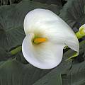 Zantedeschia aethiopica, Mary Sue Ittner [Shift+click to enlarge, Click to go to wiki entry]