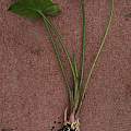 Zantedeschia aethiopica roots, David Pilling