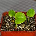 Zantedeschia aethiopica seedlings, David Pilling