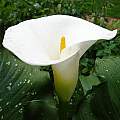 Zantedeschia aethiopica 'White Giant', Jay Yourch