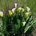 Zantedeschia albomaculata, Maclear, Cameron McMaster [Shift+click to enlarge, Click to go to wiki entry]