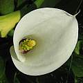 Zantedeschia albomaculata, Maclear, Cameron McMaster Zantedeschia albomaculata, Maclear, Cameron McMaster