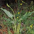 Zantedeschia albomaculata, Maclear, Bob Rutemoeller