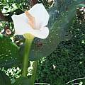 Zantedeschia unknown cultivar double flower/triple spadix, Wilma Brand