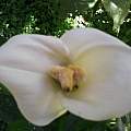 Zantedeschia unknown cultivar double flower/triple spadix, Wilma Brand
