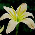Zephyranthes 'Apricot Queen' profile, Jay Yourch