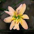 Zephyranthes 'Apricot Queen' conjoined flower, Alani Davis