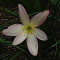 Zephyranthes 'Bali Beauty' closeup, Jay Yourch