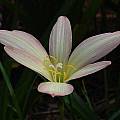 Zephyranthes 'Bali Beauty' profile, Jay Yourch