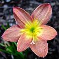 Zephyranthes 'Capricorn', Jay Yourch
