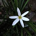 Zephyranthes 'Cookie Cutter Moon' young plant, Alani Davis