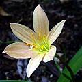 Zephyranthes 'Copper Mine' profile, Jay Yourch