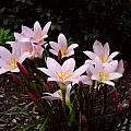 Group of blooming Zephyranthes 'Grandjax', Jay Yourch
