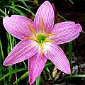 Zephyranthes 'Joann Trial' closeup, Jay Yourch