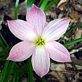 Zephyranthes 'Kathryn', Jay Yourch