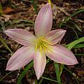 Zephyranthes 'Lydia Luckman', Jay Yourch