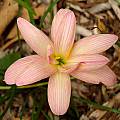 Zephyranthes 'Moulin Rouge' closeup, Jay Yourch