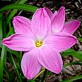 Zephyranthes 'Pink Panther', Jay Yourch