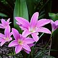 Group of blooming Zephyranthes 'Ruth Page', Jay Yourch