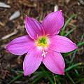 Zephyranthes 'Ruth Page' × Z. 'Aquarius', Jay Yourch