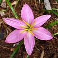 Zephyranthes 'South Pacific' closeup, Jay Yourch