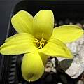 Zephyranthes americana, yellow form, Hans Joschko