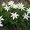 Zephyranthes atamasco, flowering in early May 2004 in central North Carolina, Jay Yourch
