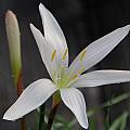 Zephyranthes atamasco, an early bloom in January 2005, Mary Sue Ittner