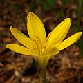 Zephyranthes citrina, Jay Yourch