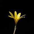 Zephyranthes flavissima, Brazilian form, Nhu Nguyen