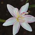 Zephyranthes hybrid NSH-110, by Fadjar Marta Zephyranthes hybrid NSH-110, by Fadjar Marta