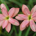 Zephyranthes hybrid NSH-112, by Fadjar Marta Zephyranthes hybrid NSH-112, by Fadjar Marta