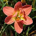 Zephyranthes hybrid NSH-114, by Fadjar Marta Zephyranthes hybrid NSH-114, by Fadjar Marta
