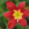 Zephyranthes hybrid NSH-127, by Fadjar Marta Zephyranthes hybrid NSH-127, by Fadjar Marta