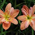 Zephyranthes hybrid NSH-155, by Fadjar Marta Zephyranthes hybrid NSH-155, by Fadjar Marta