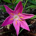 Zephyranthes macrosiphon, Jay Yourch